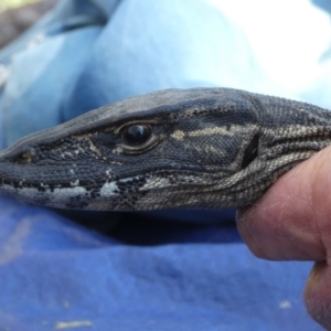 Varanus rosenbergi at Namadgi National Park - 3 Nov 2020