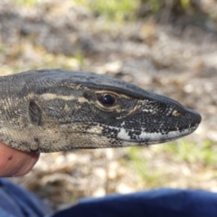 Varanus rosenbergi at Namadgi National Park - 3 Nov 2020