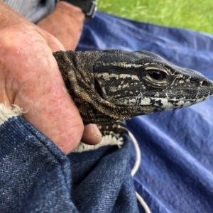 Varanus rosenbergi at Namadgi National Park - 10 Nov 2020