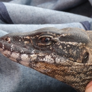 Varanus rosenbergi at Namadgi National Park - 26 Nov 2020