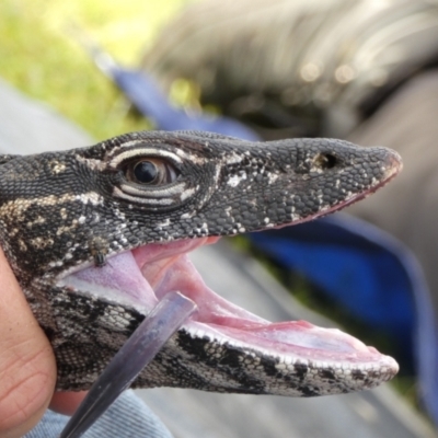 Varanus rosenbergi (Heath or Rosenberg's Monitor) at Mount Clear, ACT - 26 Nov 2020 by DonFletcher