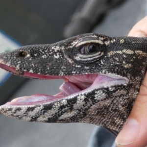 Varanus rosenbergi at Namadgi National Park - suppressed