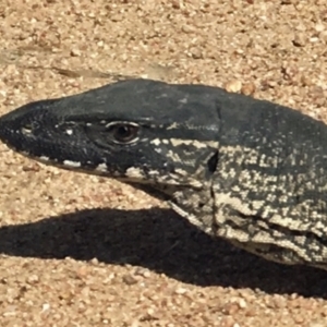 Varanus rosenbergi at Bumbalong, NSW - 3 Oct 2019