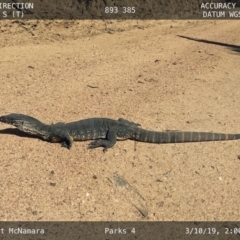 Varanus rosenbergi at Bumbalong, NSW - 3 Oct 2019