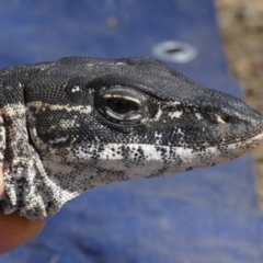 Varanus rosenbergi at Namadgi National Park - 10 Dec 2019