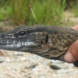 Varanus rosenbergi at Namadgi National Park - 27 Jan 2018