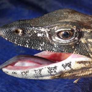 Varanus rosenbergi at Namadgi National Park - suppressed