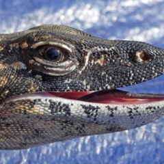 Varanus rosenbergi at Namadgi National Park - suppressed