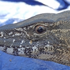 Varanus rosenbergi (Heath or Rosenberg's Monitor) at Booth, ACT - 3 Nov 2020 by DonFletcher