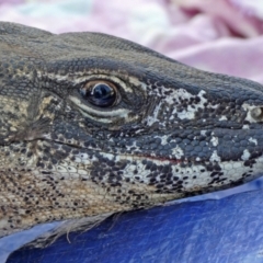 Varanus rosenbergi at Namadgi National Park - 3 Nov 2020