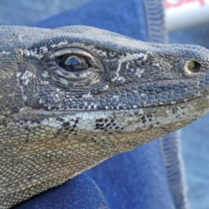 Varanus rosenbergi at Namadgi National Park - 27 Nov 2020