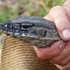 Varanus rosenbergi at Namadgi National Park - suppressed