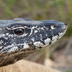 Varanus rosenbergi at Namadgi National Park - 1 Apr 2018