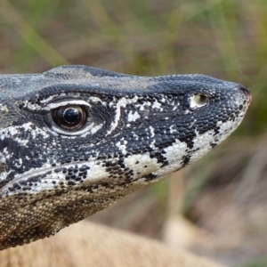 Varanus rosenbergi at Namadgi National Park - suppressed