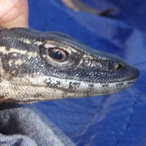 Varanus rosenbergi at Namadgi National Park - 13 Oct 2020