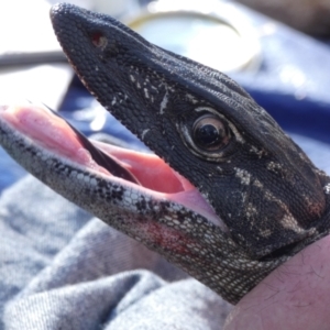 Varanus rosenbergi at Namadgi National Park - suppressed