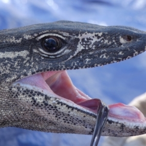 Varanus rosenbergi at Namadgi National Park - suppressed