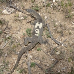 Varanus rosenbergi at Namadgi National Park - suppressed