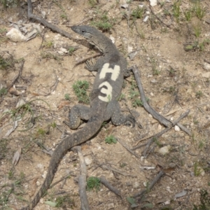 Varanus rosenbergi at Namadgi National Park - suppressed