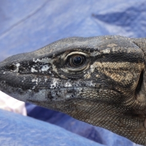 Varanus rosenbergi at Namadgi National Park - suppressed