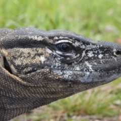 Varanus rosenbergi at Namadgi National Park - 3 Nov 2020