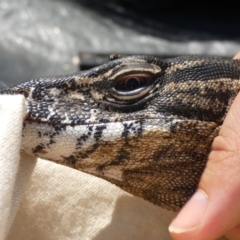 Varanus rosenbergi at Namadgi National Park - suppressed