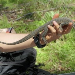 Varanus rosenbergi (Heath or Rosenberg's Monitor) at Booth, ACT - 16 Nov 2021 by DonFletcher