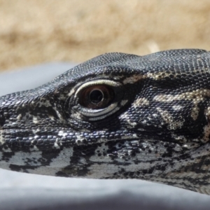 Varanus rosenbergi at Namadgi National Park - 26 Mar 2019