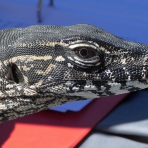 Varanus rosenbergi at Namadgi National Park - 26 Mar 2019