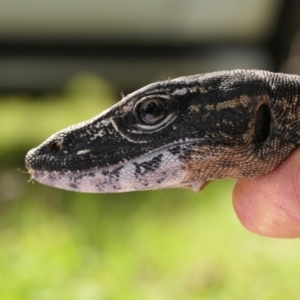 Varanus rosenbergi at Namadgi National Park - 31 Oct 2021