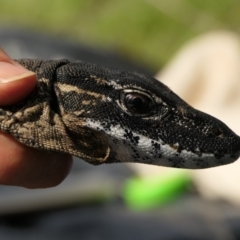 Varanus rosenbergi at Namadgi National Park - suppressed