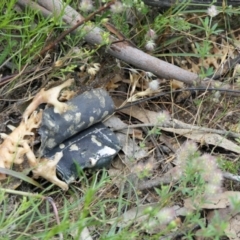 Varanus rosenbergi at Namadgi National Park - suppressed