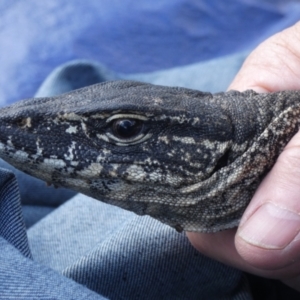 Varanus rosenbergi at Namadgi National Park - 19 Oct 2020