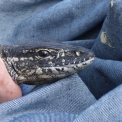 Varanus rosenbergi at Namadgi National Park - 19 Oct 2020