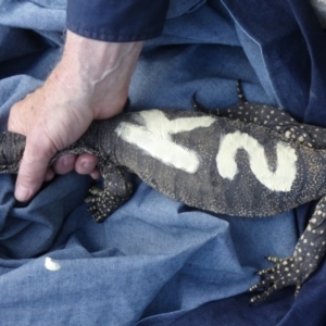 Varanus rosenbergi at Namadgi National Park - 19 Oct 2020