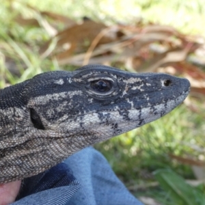 Varanus rosenbergi at Namadgi National Park - 13 Oct 2020