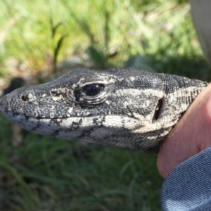 Varanus rosenbergi at Namadgi National Park - 13 Oct 2020