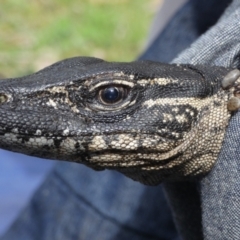 Varanus rosenbergi (Heath or Rosenberg's Monitor) at Booth, ACT - 5 Oct 2020 by DonFletcher