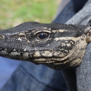 Varanus rosenbergi at Namadgi National Park - 5 Oct 2020