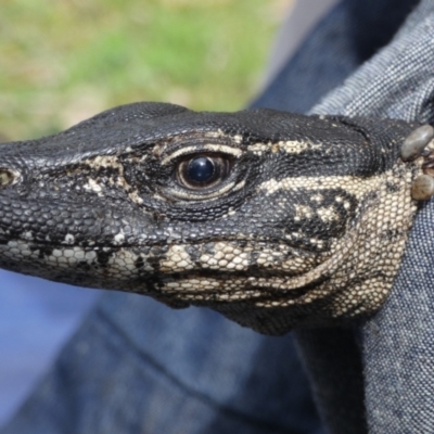 Varanus rosenbergi (Heath or Rosenberg's Monitor) at Booth, ACT - 5 Oct 2020 by DonFletcher