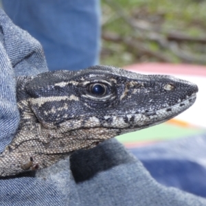 Varanus rosenbergi at Namadgi National Park - suppressed