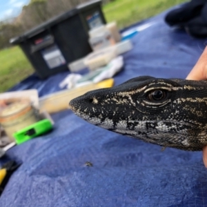 Varanus rosenbergi at Namadgi National Park - 10 Nov 2020