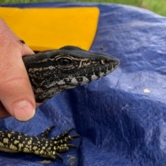 Varanus rosenbergi at Namadgi National Park - 10 Nov 2020