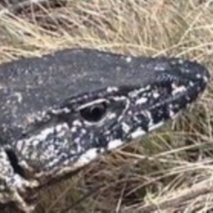 Varanus rosenbergi at Namadgi National Park - 15 Nov 2019