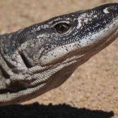 Varanus rosenbergi at Namadgi National Park - 3 Apr 2021