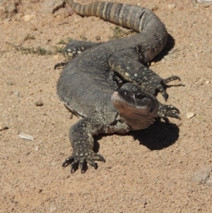 Varanus rosenbergi at Namadgi National Park - 3 Apr 2021