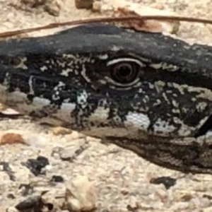 Varanus rosenbergi at Jedbinbilla - 15 Mar 2023