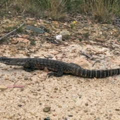 Varanus rosenbergi at Jedbinbilla - 15 Mar 2023