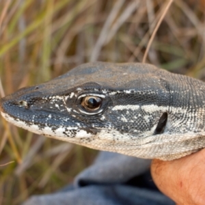 Varanus rosenbergi at Namadgi National Park - 1 Apr 2018