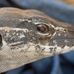 Varanus rosenbergi at Namadgi National Park - 1 Apr 2018